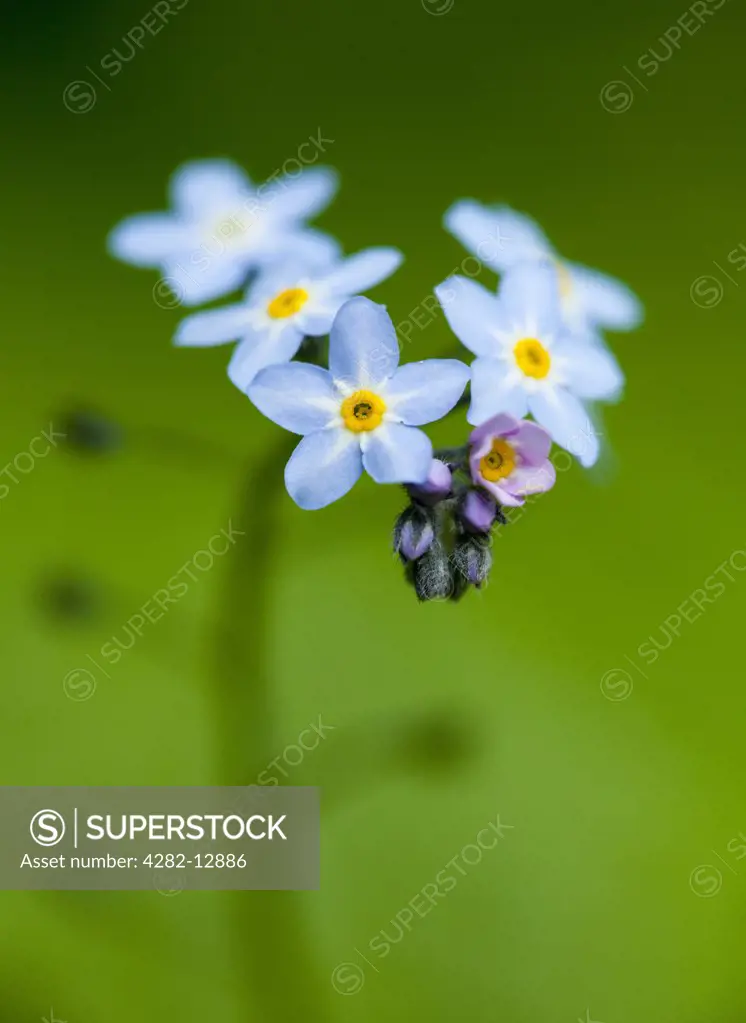 England, Northumberland. Close-up of a flowering Forget-me-not (Myosotis).