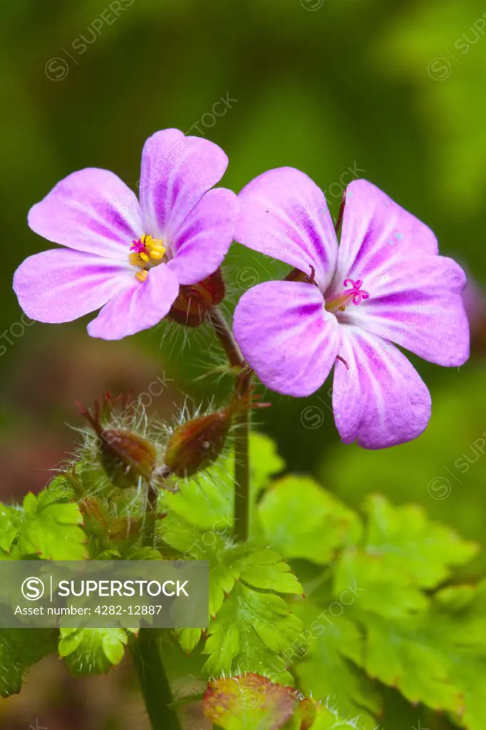 England, Northumberland. Close-up of Herb Robert (Geranium robertianum), known as Red Robin, Death come quickly and Robert Geranium.