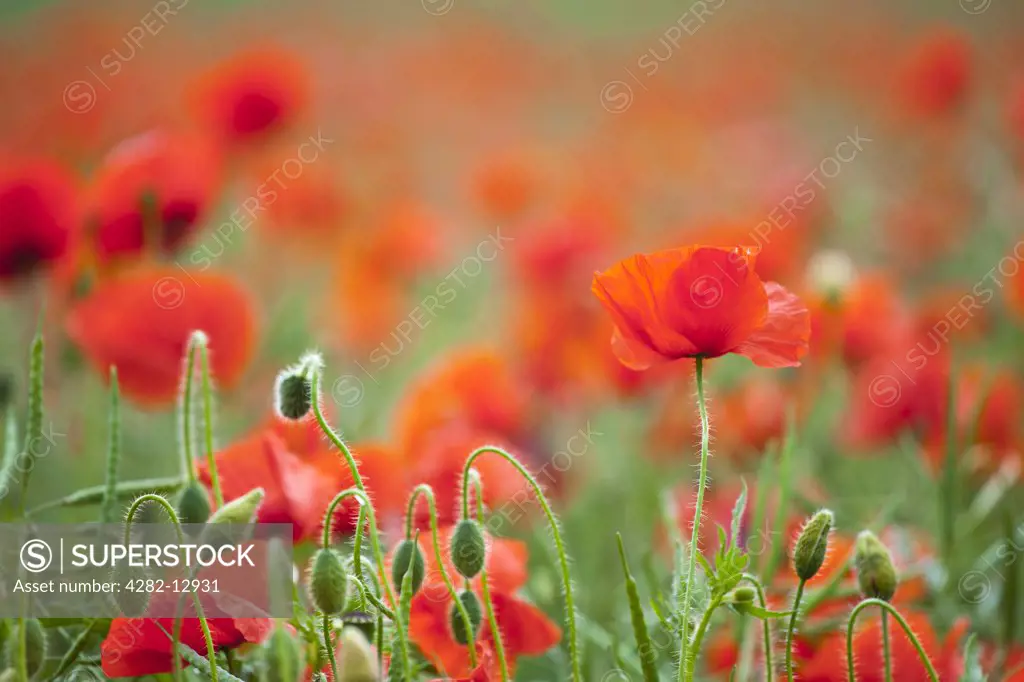 England, Northumberland, Corbridge. Poppies growing in a commercial poppy / wild-flower seed field in Northumberland.