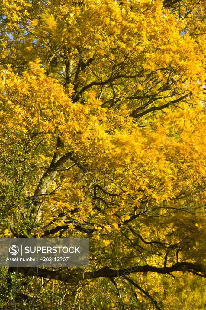England, Tyne and Wear, Newcastle upon Tyne. The autumn colours of trees in Jesmond Dene.
