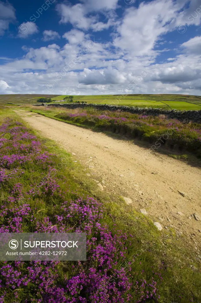 England, Northumberland, Blanchland. Flowering heather on Birkside Fell - part of the North Pennines Area of Outstanding Natural Beauty.