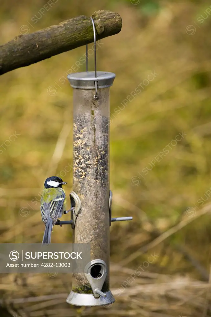 England, Northumberland, -. A Great Tit feeding on a bird feeder located in Northumberland.