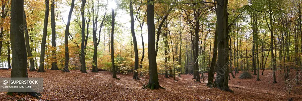 England, Buckinghamshire, Marlow. Panoramic view of an autumnal forest.