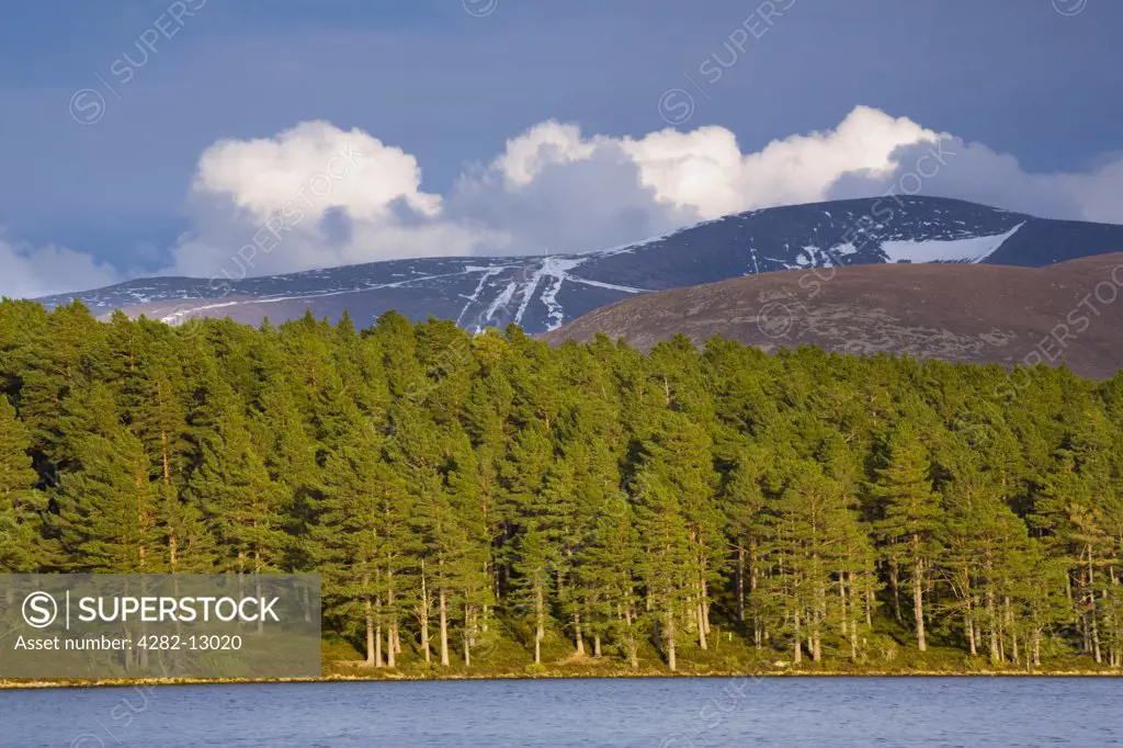 Scotland, Highland, Loch an Eilein. Caledonian Forest in the Cairngorms National Park fringing Loch an Eilein, overlooked by the Cairngorm mountain range.