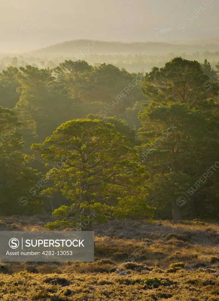 Scotland, Highland, Rothiemurchus estate. Mist rising at dawn over the Caledonian Forest of the Rothiemurchus estate, in the Cairngorms National Park.