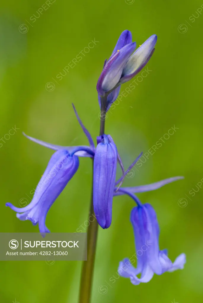 England, Northumberland, Haydon Bridge. Bluebells growing in a Northumberland Wildlife Trust Reserve known as Tony's Patch at Haydon Bridge.