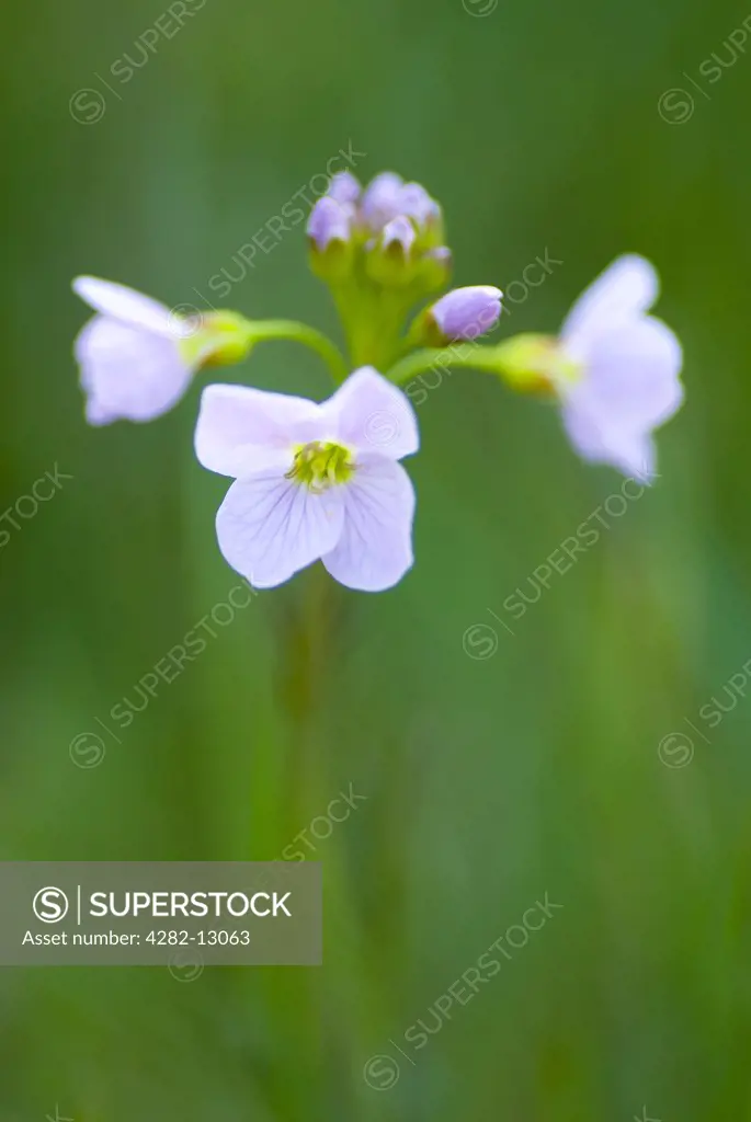 England, Northumberland, Slaley. Cuckoo flower growing in a Northumberland Wildlife Trust Reserve known as Juliet's Wood in Slaley.
