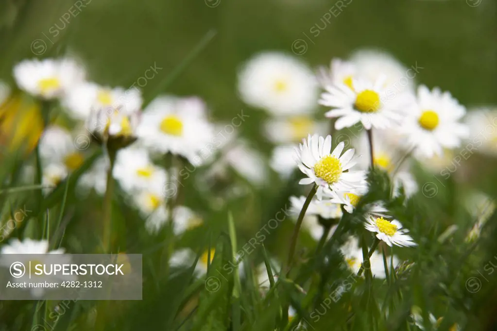 England, Buckinghamshire, High Wycombe. Close-up of Daisies growing in grass.