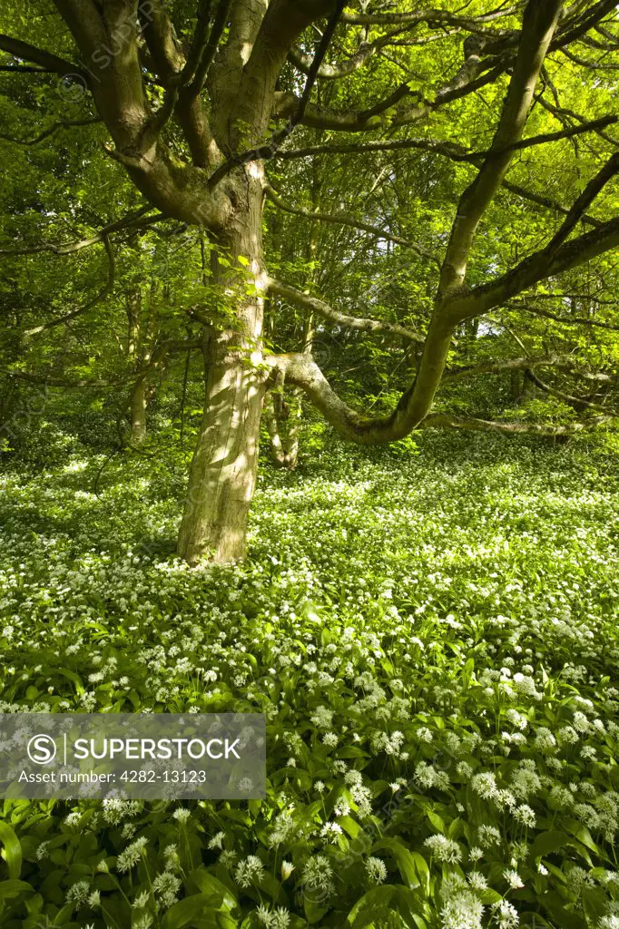 England, Northumberland, Plessey Woods Country Park. A blanket of ramsons (wild garlic) within the Blagdon Estate in the Plessey Woods Country Park.