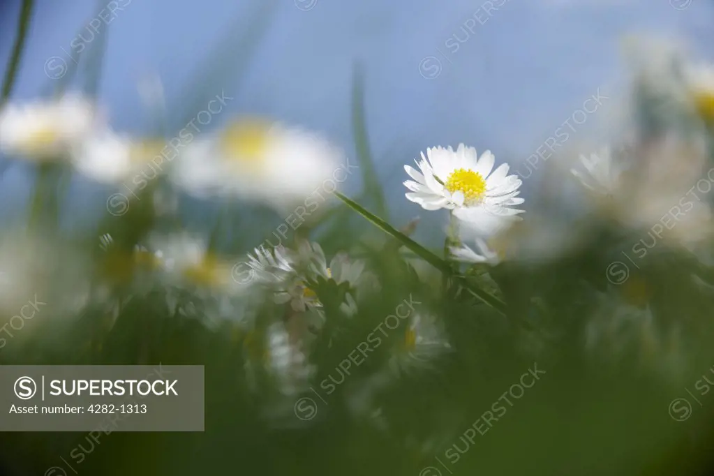 England, Buckinghamshire, High Wycombe. Close-up of Daisies growing in grass against a blue sky.