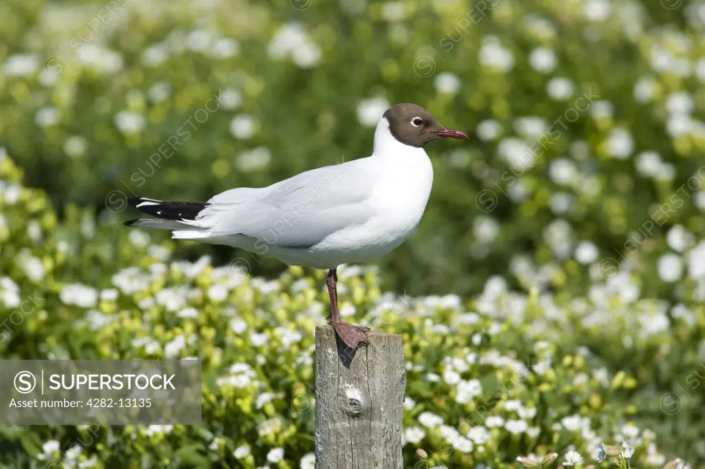 England, Northumberland, Farne Islands. A black-headed adult Gull (Larus ridibundus) perched on a post above Puffin burrows on the Farne Islands.