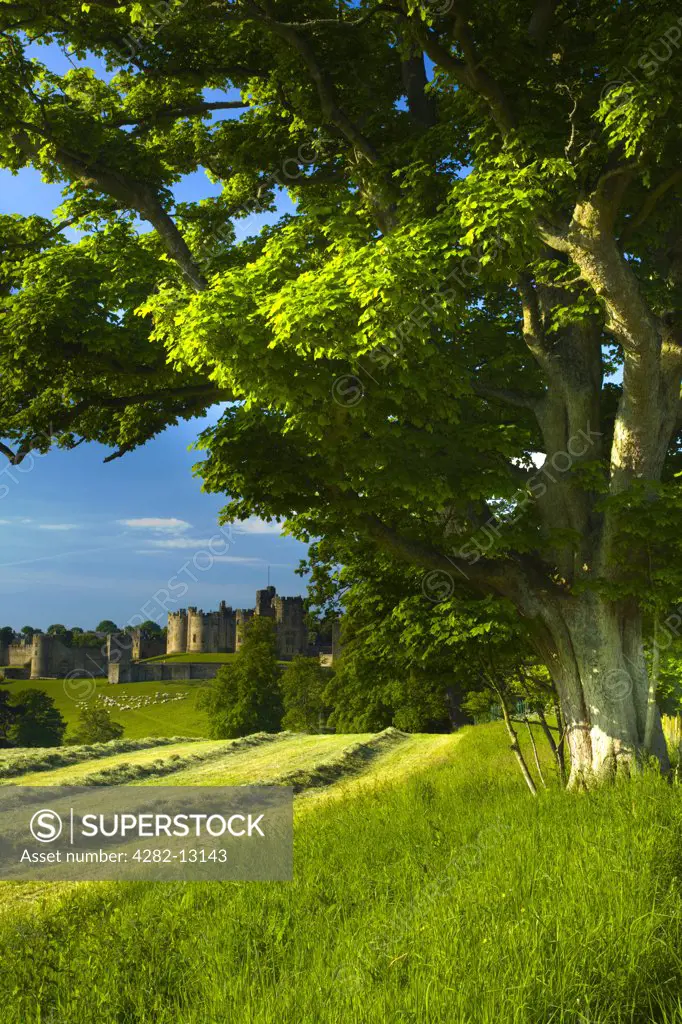 England, Northumberland, Alnwick. Alnwick castle viewed from farmland.
