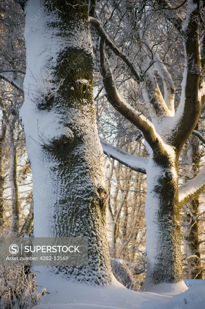 Scotland, Scottish Borders. Woodland in the Scottish Borders covered in snow.