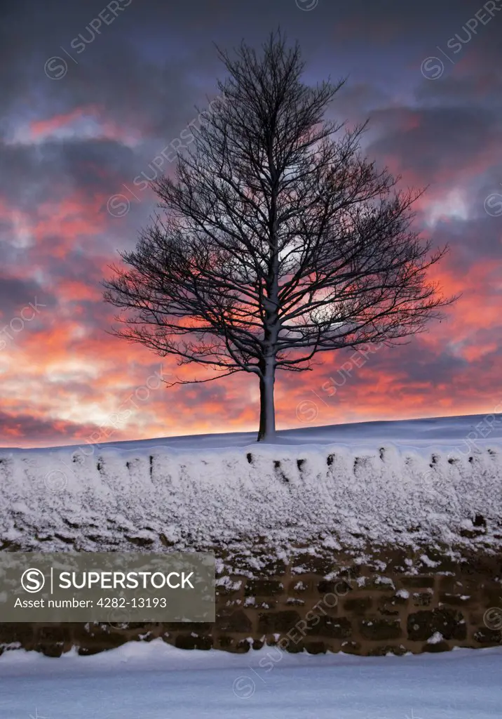 Scotland, Scottish Borders, Ladykirk. A lone, snow covered tree at sunset.