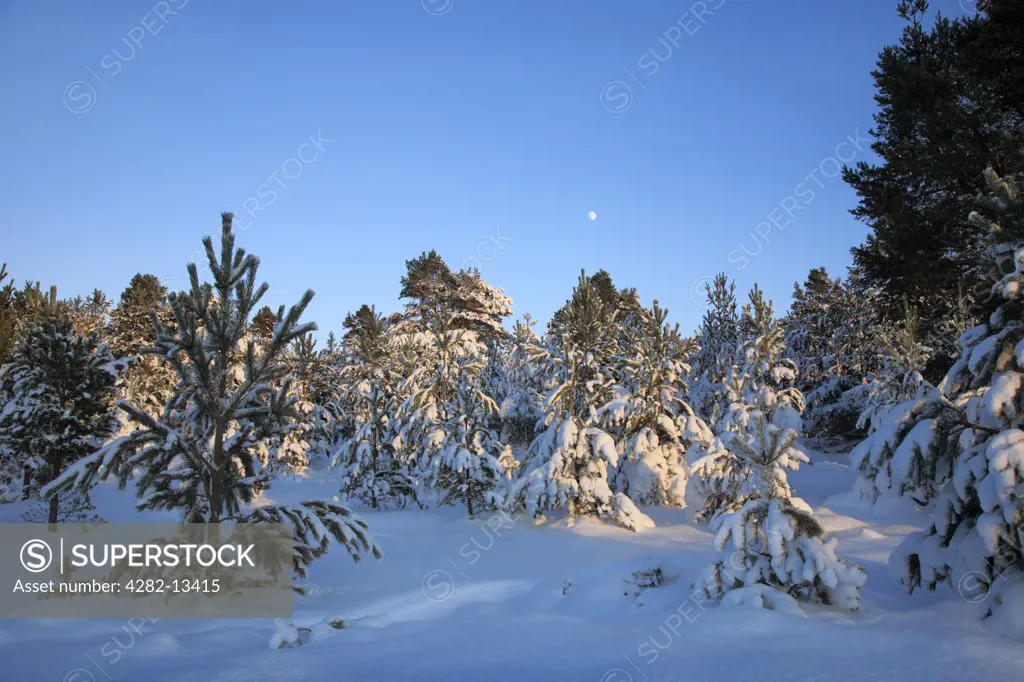 Scotland, Aberdeenshire, Cairngorms. Snow covered Fir and Pine trees under the moon in the Cairngorms National Park.