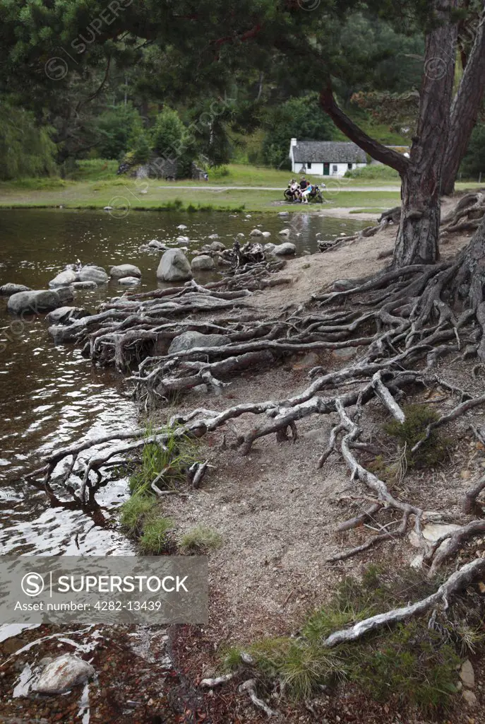 Scotland, Highland, Aviemore. Exposed tree roots on the bank of Loch an Eilein. A family relax on a bench from a bike ride outside a bothy in the background.