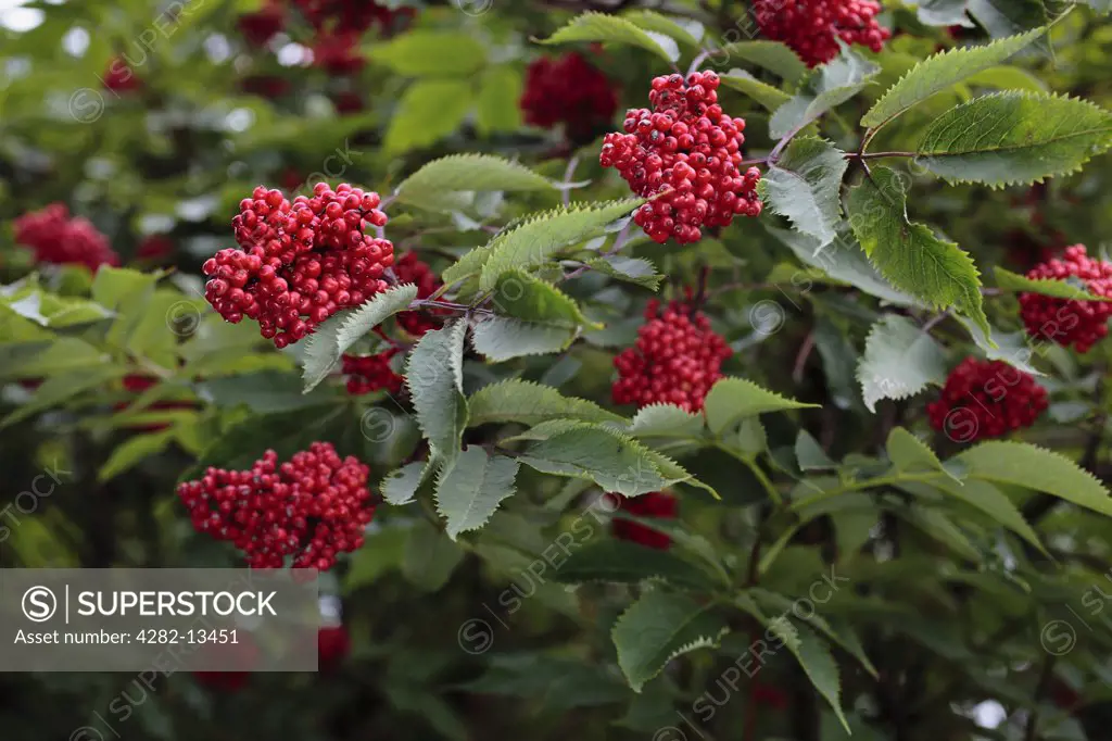 Scotland, Aberdeenshire, Strathdon. Close-up of Red Elderberries (Sambucus racemosa).