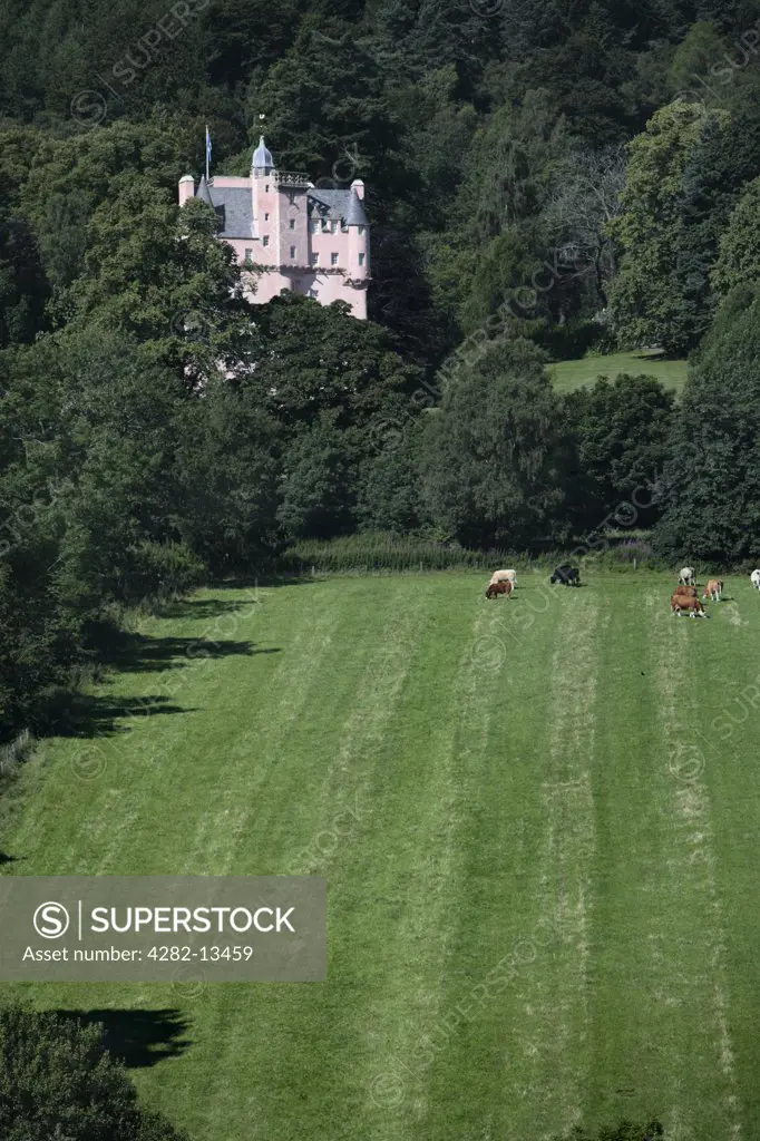 Scotland, Aberdeenshire, Craigievar. Cattle grazing in the estate of Craigievar Castle, a pinkish harled castle built in 1626 in the foothills of the Grampian mountains. The castle has a classic fairytale appearance.