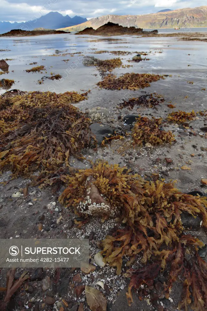 Scotland, Highland, Ord. View from seaweed covered rocks on the shore across Loch Eishort on the Isle of Skye.
