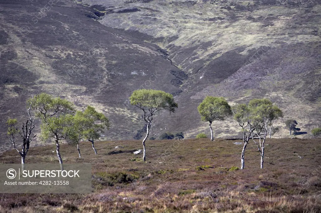 Scotland, Aberdeenshire, Cairngorms. Dwarf Birches (Betula nana) against a mountain backdrop in the Eastern Highlands of Scotland.