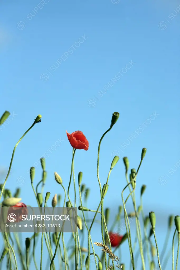 Scotland, Aberdeenshire, Dinnet. Red Poppies and pods (Papaver rhoeas).