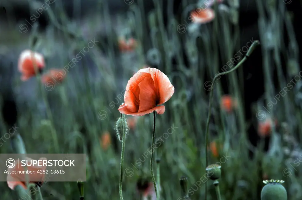 Scotland, Aberdeenshire, Dinnet. Red Poppies and pods (Papaver rhoeas).