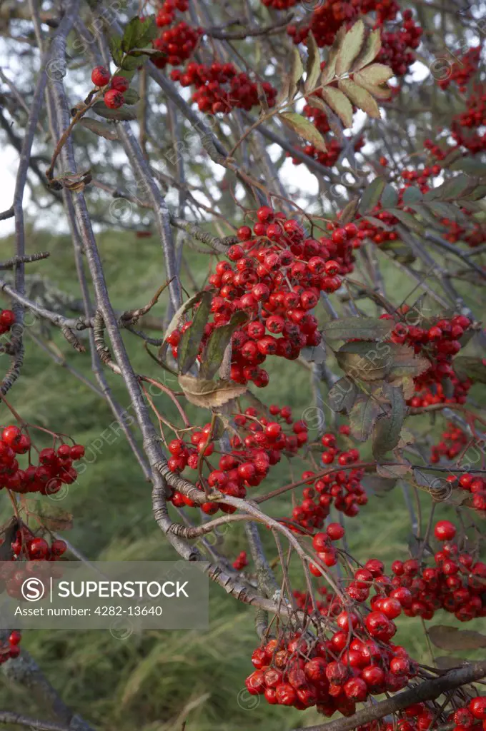 Scotland, Aberdeenshire, Dinnet. A close-up of Rowan berries growing on a tree. The trees feature in mythology and folklore. ""It was said in England that this was the tree on which the Devil hanged his mother.""