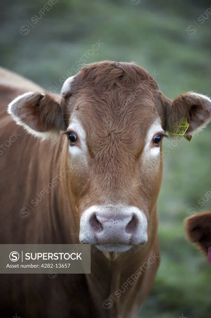 Scotland, Aberdeenshire, Cairngorms. Close-up of a brown cow with a tag in its ear.