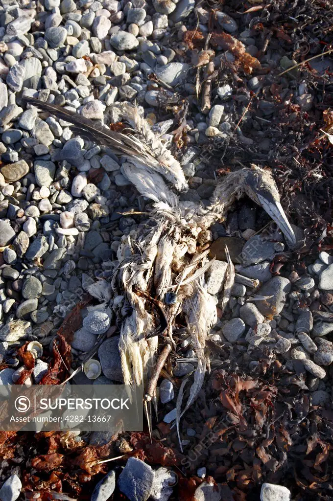 Scotland, North Ayrshire, Isle of Arran. The remains of a dead Heron on a beach on the Isle of Arran.