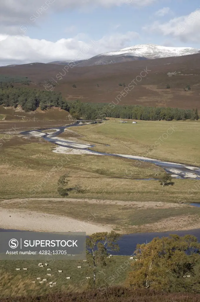 Scotland, Aberdeenshire, Braemar. Sheep grazing on the banks of the River Dee near Linn of Dee.