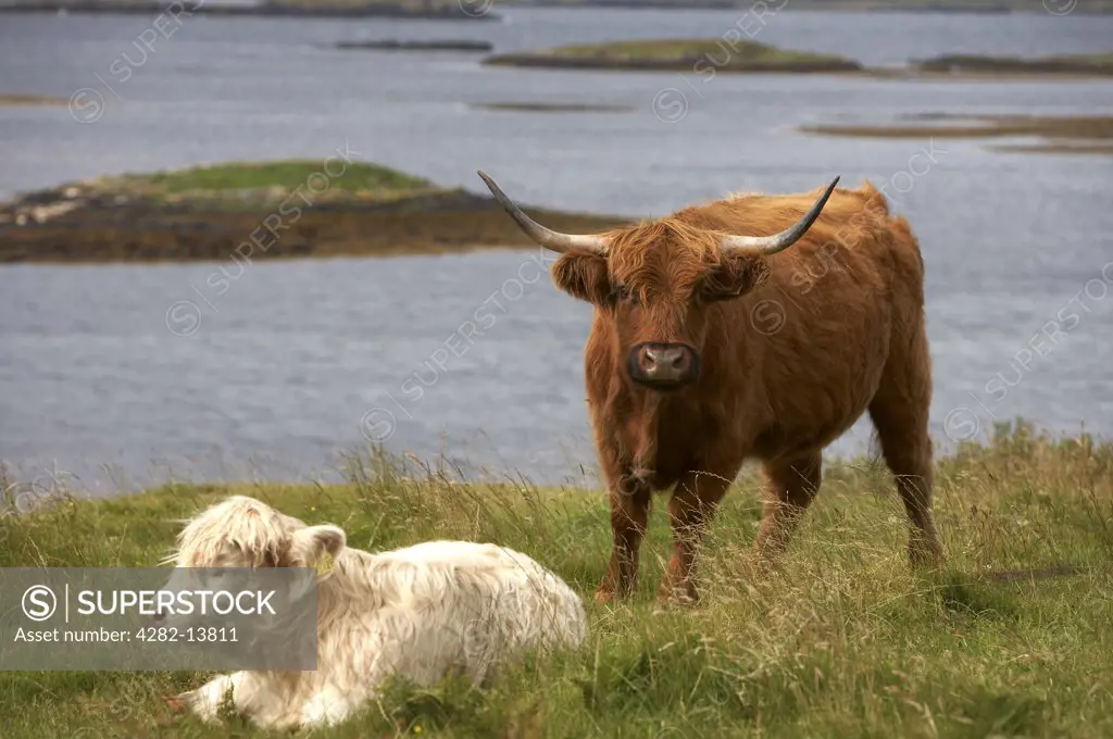 Scotland, Isle Of Skye, Dunvegan. A highland cow stands over a calf.