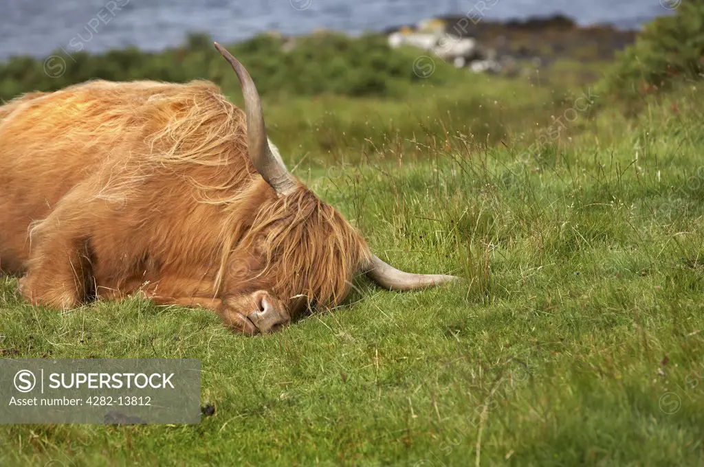 Scotland, Isle Of Skye, Dunvegan. A highland cow having a nap.
