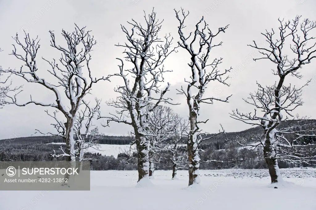 Scotland, Aberdeenshire, Strathdon. A view to bare snow covered trees in Aberdeenshire.