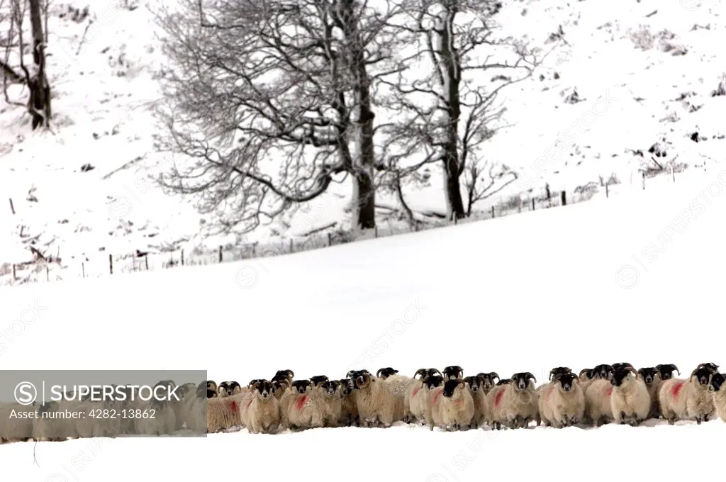 Scotland, Aberdeenshire, Strathdon. A flock of sheep on snow covered hills in Aberdeenshire.