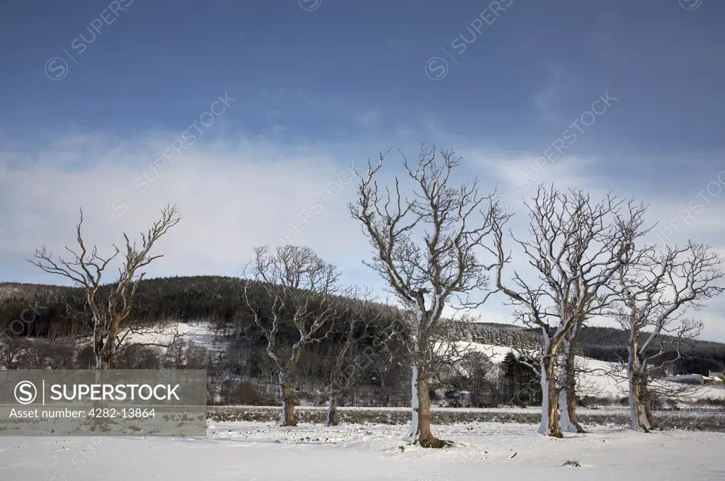 Scotland, Aberdeenshire, Strathdon. A view to bare snow covered trees in Aberdeenshire.