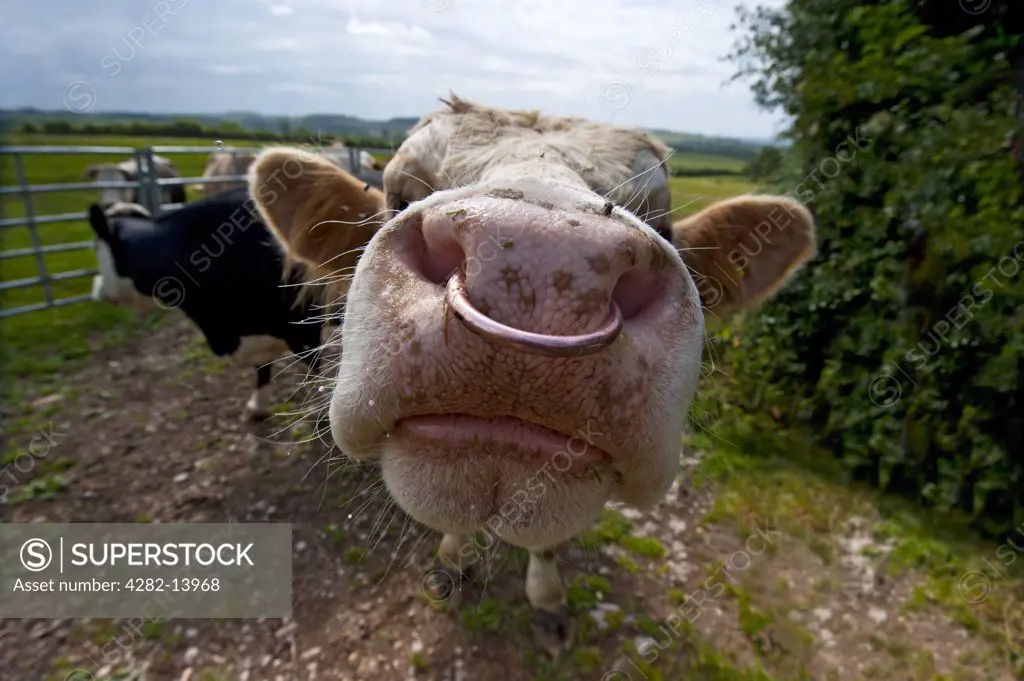 England, Leicestershire, Hallaton. Close-up of an inquisitive bull with a nose ring.