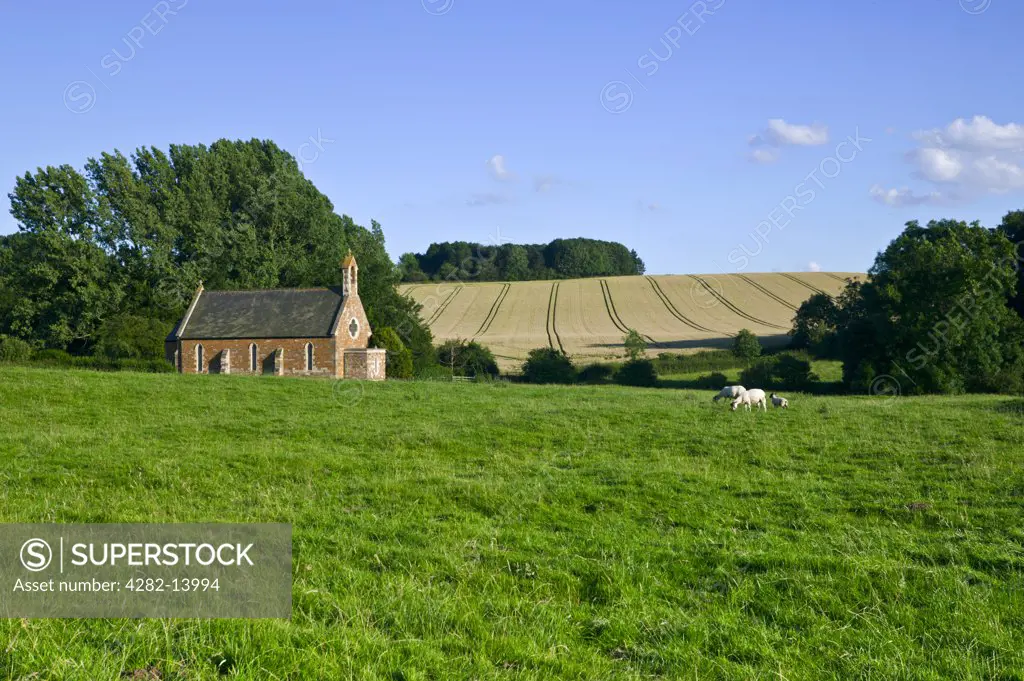 England, Leicestershire, Blaston. Sheep grazing in a field by the parish church of St Giles.