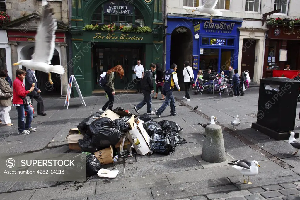 Scotland, City of Edinburgh, Edinburgh. Seagulls looking for food amongst rubbish bags piled on the Royal Mile during a period of industrial action by the city's refuse collectors.