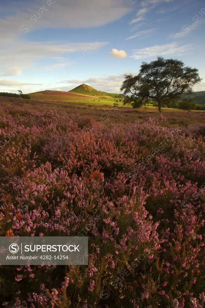 England, North Yorkshire, Hawnby. Views of Hawnby Hill during midsummer when the purple heather is in full bloom.