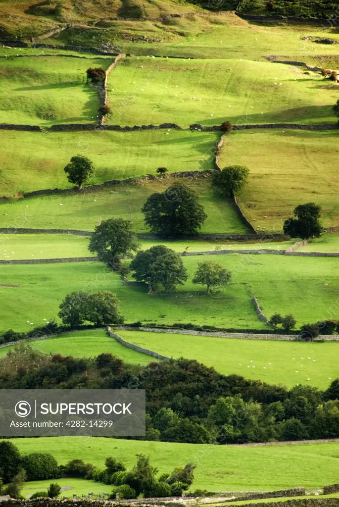 England, North Yorkshire, Swaledale. Dry stone walls dividing fields in Swaledale.The language of the Vikings can still be heard in Swaledale, in the local dialect and the village place names.