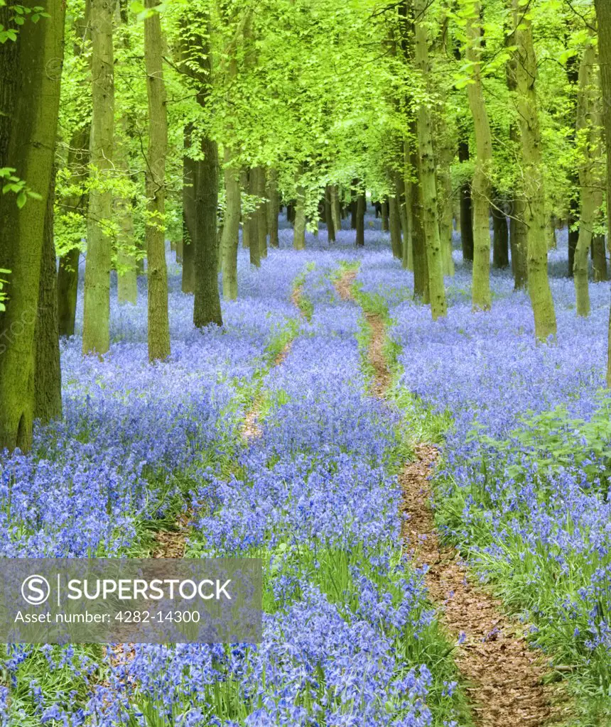 England, Hertfordshire, Ashridge. Woodland tracks surrounded by Bluebells. Bluebells have inspired generations of poets, including Robert Burns, John Clare and Gerard Manley Hopkins.