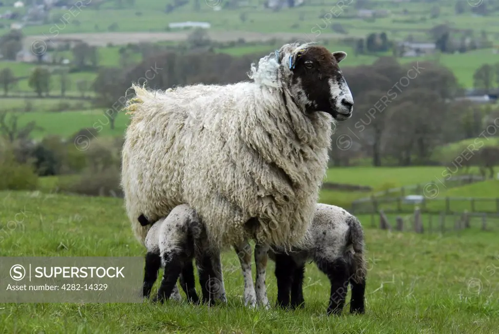 England, Cambridgeshire, Peterborough. Lambs and mother in a field. The heath-lands are depastured by short-woolled sheep, the fen pastures by long-woolled sheep.