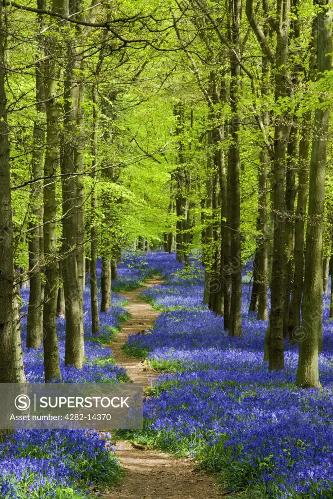 England, Hertfordshire, Ashridge. A sunlit path leading though bluebells in Dockey Wood.