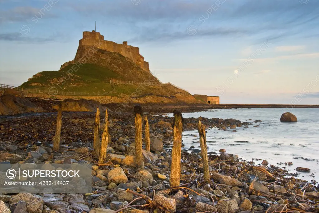 England, Northumberland, Lindisfarne. A view from the rocky beach up to Lindisfarne Castle at dawn.