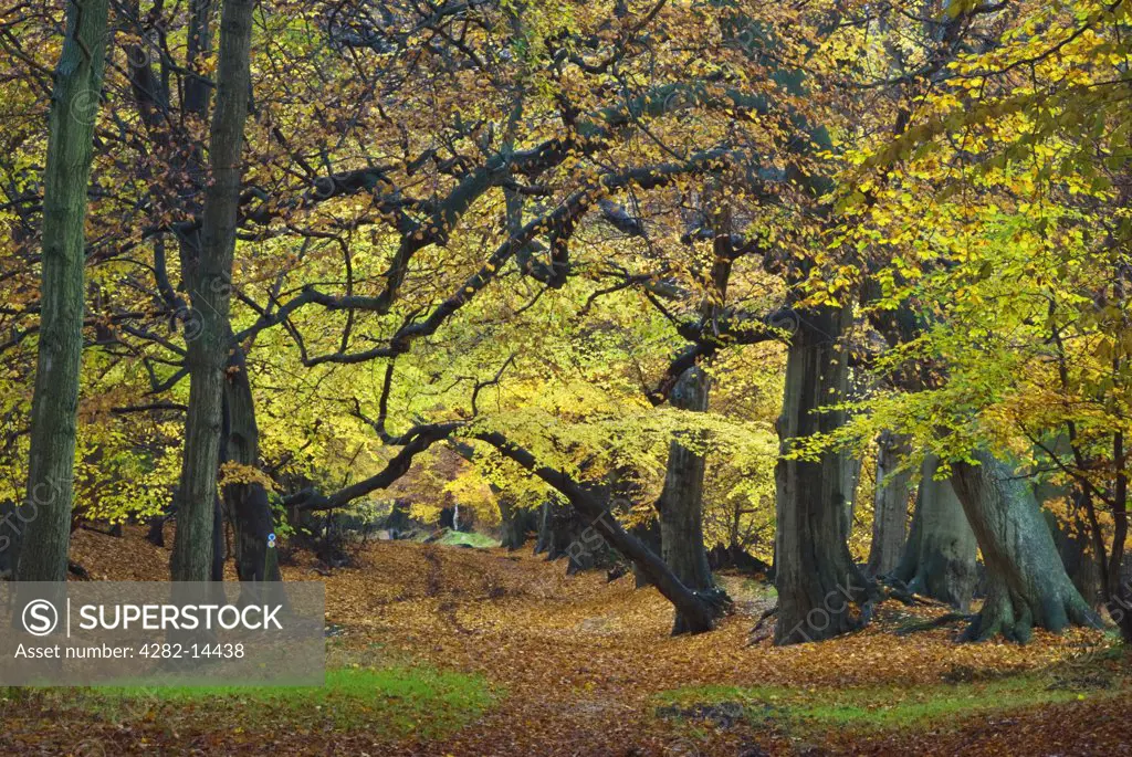 England, Hertfordshire, Ashridge. Autumn leaves carpet the woodland floor at Ashridge in Hertfordshire.