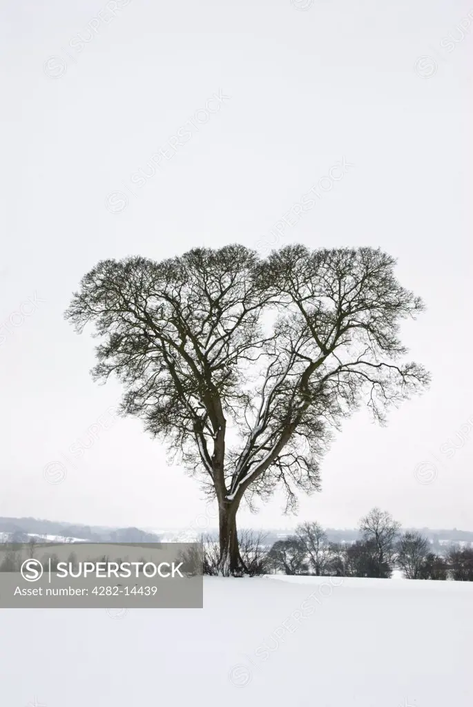 England, Hertfordshire, Ashridge. A leafless tree in a winter landscape at Ashridge in Hertfordshire.