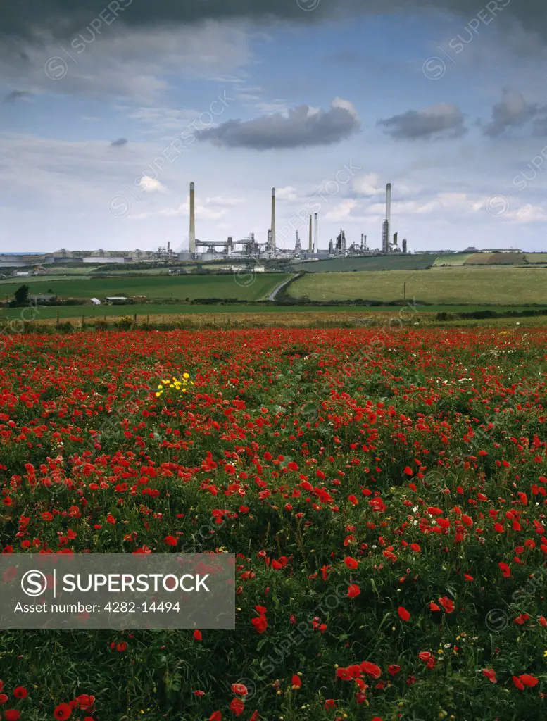 Wales, Pembrokeshire, Pembroke. The Chevron Corporation (formerly Texaco) oil refinery at Rhoscrowther seen across a field of flowering corn poppies.