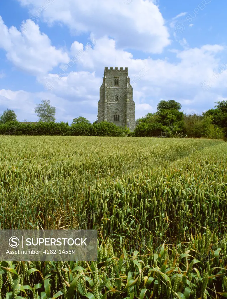 England, Essex, Canewdon. A wheat field and St Nicholas' 15th-century church on Beacon Hill where the Danish leader Cnut (Canute) camped before the Battle of Assundun in 1016.