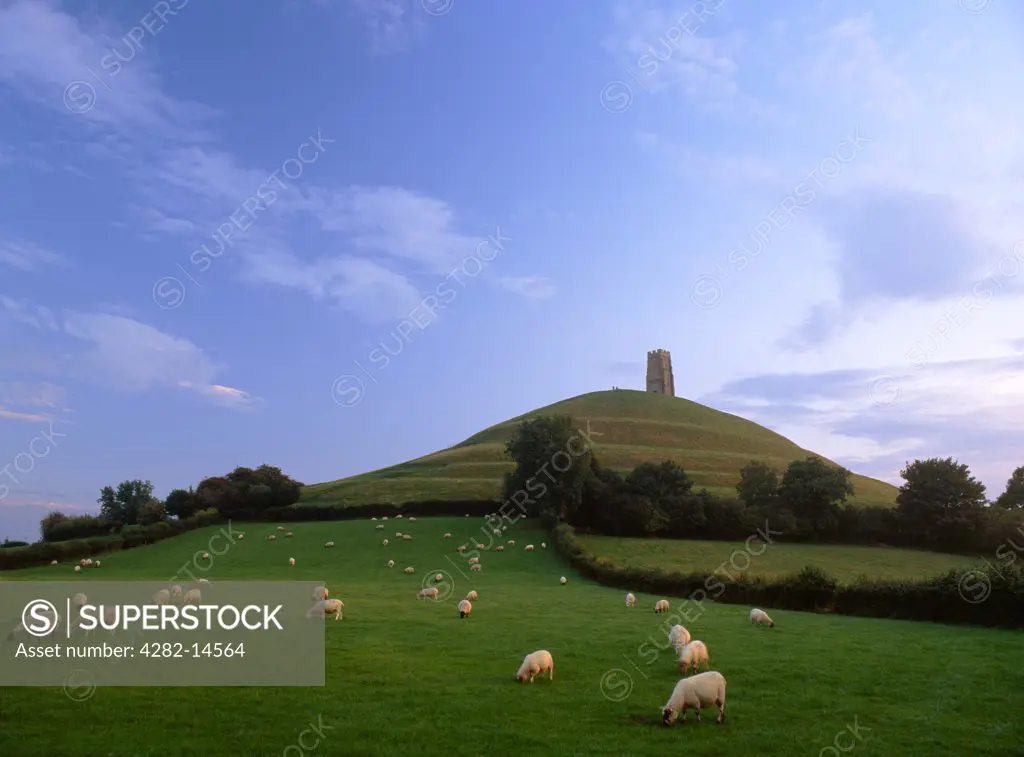 England, Somerset, Glastonbury Tor. Looking up at Glastonbury Tor and St Michael's Tower from the NE, showing the terracing which some see as an ascending spiral pathway or sacred maze.