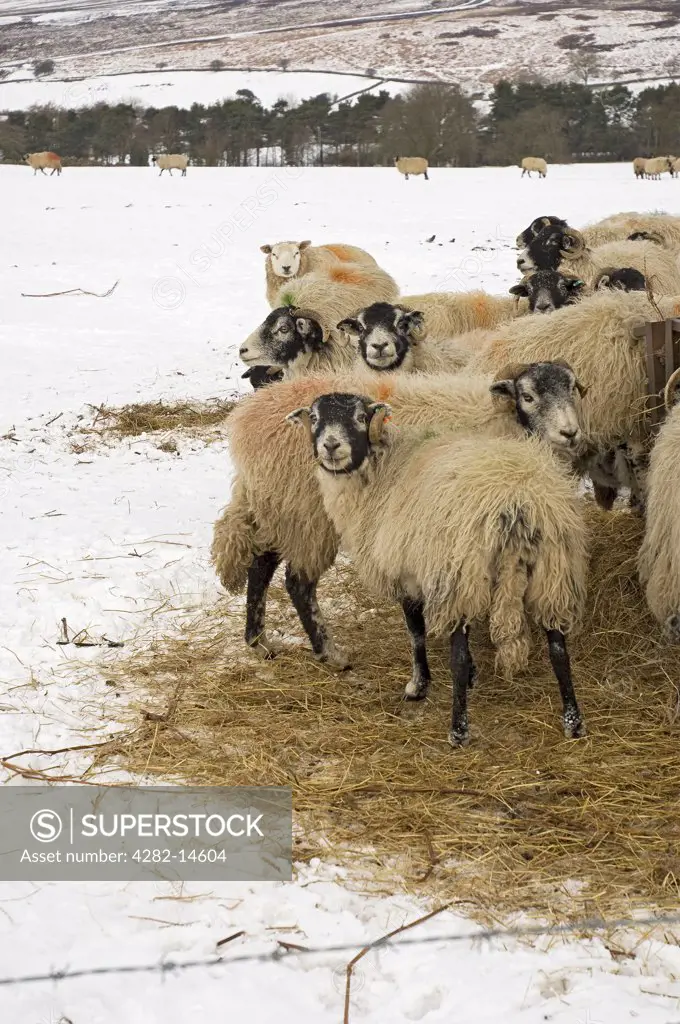 England, North Yorkshire, North York Moors National Park. Sheep eating winter feed.
